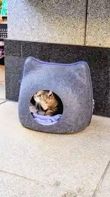 白金氷川神社の動物