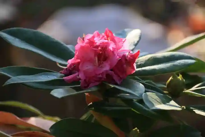 阿久津「田村神社」(郡山市阿久津町)旧社名:伊豆箱根三嶋三社の庭園