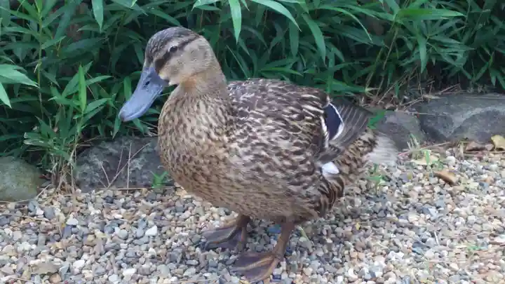 住吉大社の動物