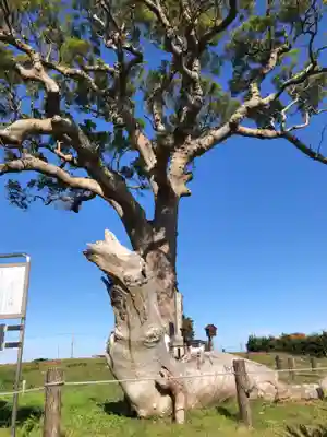 大木神社跡地の自然
