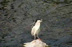 神泉苑の動物