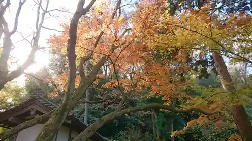 明月院の庭園