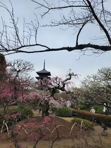 東寺（教王護国寺）の景色