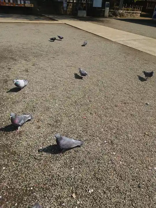 鶴嶺八幡宮(神奈川県)