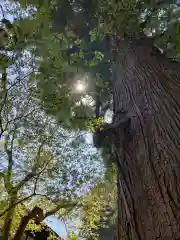 高水山　常福院　龍学寺　の自然