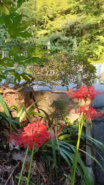 犬山寂光院の自然