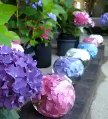 般若寺 ❁﻿コスモス寺❁(奈良県)