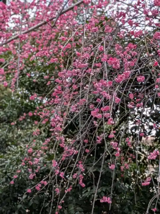 荻窪白山神社(東京都)