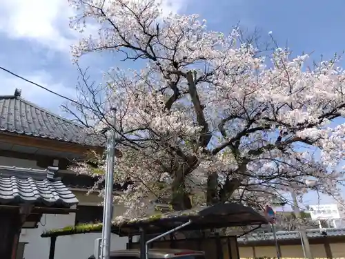 光照寺(福井県)