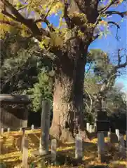 芝東照宮の自然