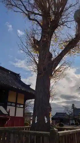 諏訪神社の自然