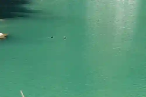 浄見原神社の動物