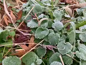 滑川神社 - 仕事と子どもの守り神の自然(2023年12月06日(水) 13時59分52秒投稿)
