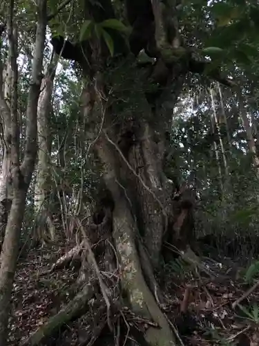 熊野神社の自然