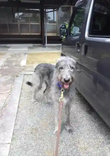 浄土真宗本願寺派宗光山教順寺の動物