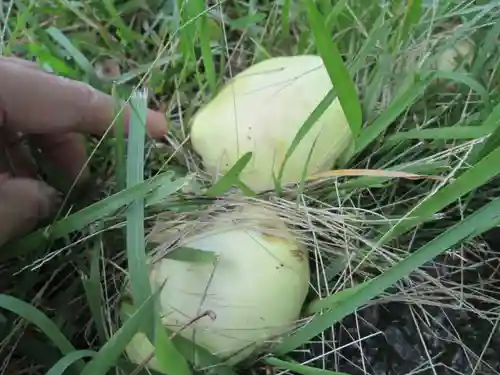 屋久島大社の自然