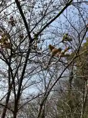 大山祇神社の自然