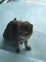 千光寺(広島県)