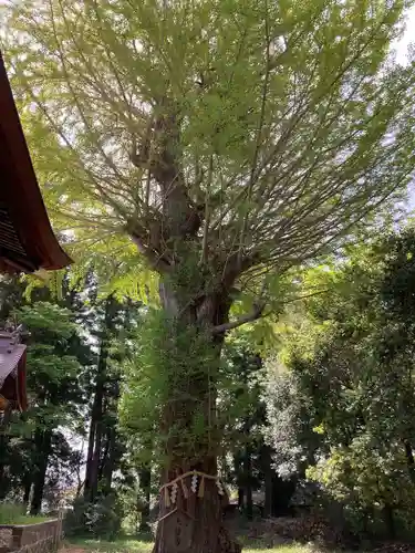 津島神社(宮城県)