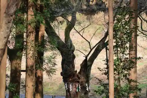 日枝神社の自然