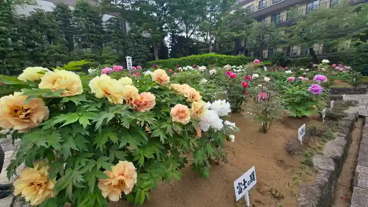 西新井大師総持寺の{uncategorized: "未分類", other: "その他", undefined: "問題あり", building: "その他建物", grave: "お墓", sacred_gate: "鳥居", guardian: "狛犬", statue: "像", buddha: "仏像", history: "歴史", nature: "自然", garden: "庭園", animal: "動物", pagoda: "塔", temizu: "手水舎", mountain_gate: "山門・神門", sanctuary: "本殿・本堂", subordinate: "末社・摂社", art: "芸術", scenery: "景色", jizo: "地蔵", ema: "絵馬", goshuin: "御朱印", omikuji: "おみくじ", items: "授与品その他", amulet: "お守り", goshuincho: "御朱印帳", eats: "食事", festival: "お祭り", votive_dance: "神楽", shichigosan: "七五三参", wedding: "結婚式", experience: "体験その他", initially: "初詣", around: "周辺", anti_infection: "感染症対策"}