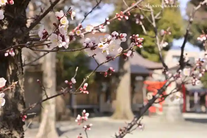 相模原氷川神社(神奈川県)