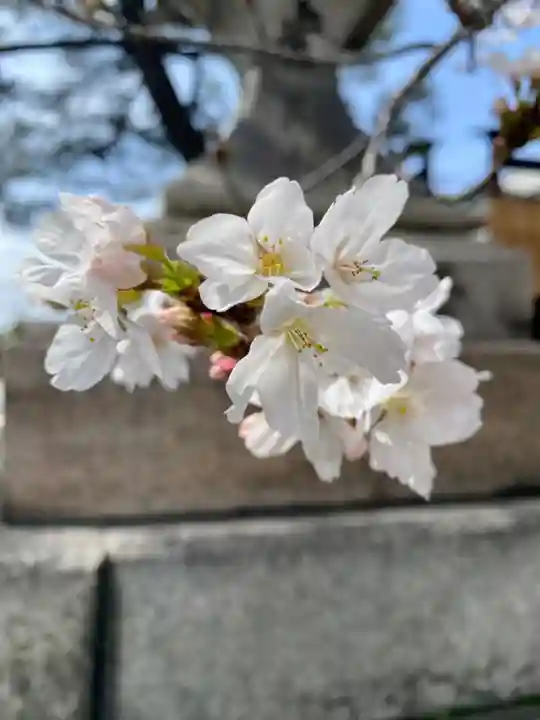 東寺(教王護国寺)の自然