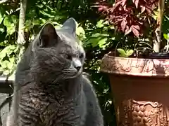 清水寺の動物