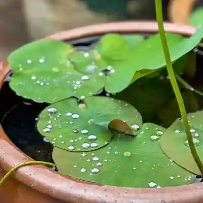 伊勢の国 四天王寺(三重県)