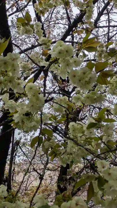 墨染寺(桜寺)(京都府)