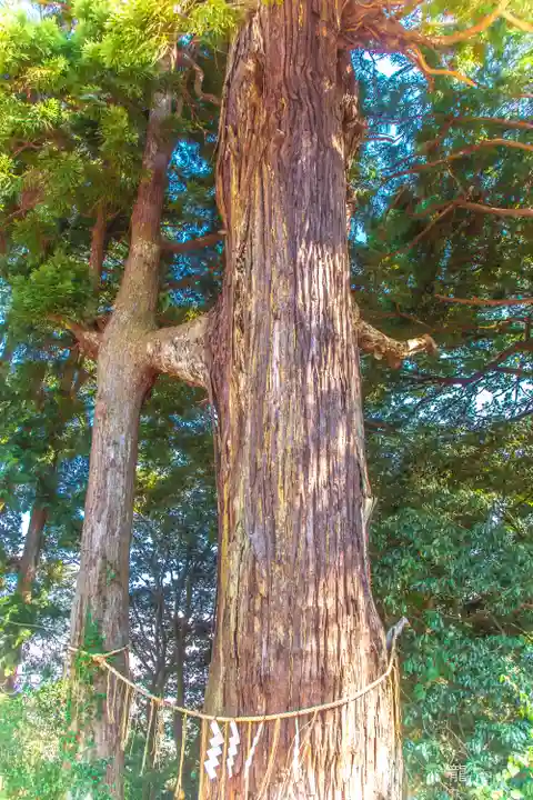 熊野那智神社の自然