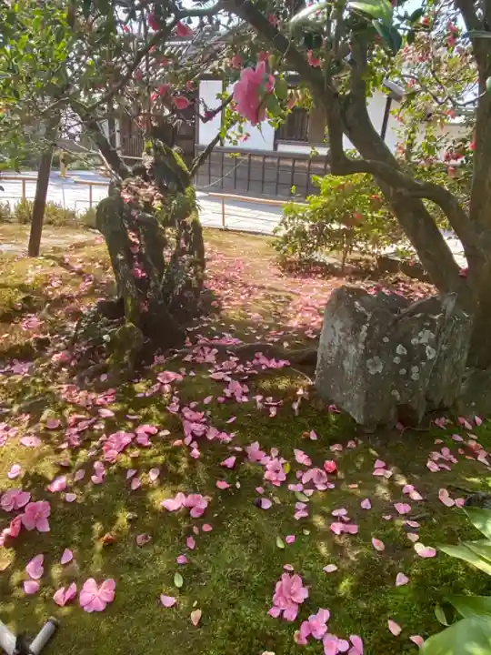 霊鑑寺門跡の自然