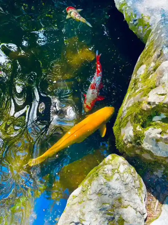 伊勢神宮内宮(皇大神宮)の{uncategorized: "未分類", other: "その他", undefined: "問題あり", building: "その他建物", grave: "お墓", sacred_gate: "鳥居", guardian: "狛犬", statue: "像", buddha: "仏像", history: "歴史", nature: "自然", garden: "庭園", animal: "動物", pagoda: "塔", temizu: "手水舎", mountain_gate: "山門・神門", sanctuary: "本殿・本堂", subordinate: "末社・摂社", art: "芸術", scenery: "景色", jizo: "地蔵", ema: "絵馬", goshuin: "御朱印", omikuji: "おみくじ", items: "授与品その他", amulet: "お守り", goshuincho: "御朱印帳", eats: "食事", festival: "お祭り", votive_dance: "神楽", shichigosan: "七五三参", wedding: "結婚式", experience: "体験その他", initially: "初詣", around: "周辺", anti_infection: "感染症対策"}