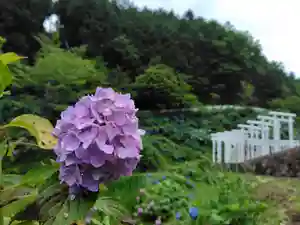 済渡寺(岡山県)(2024年06月30日(日) 16時07分58秒投稿)