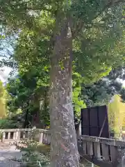 伊豆山神社の自然