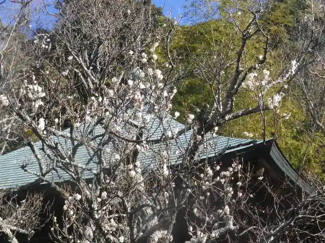 浄光明寺の自然