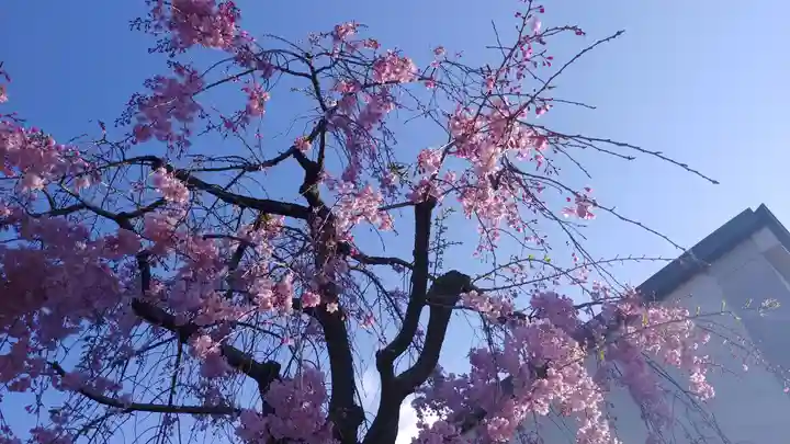 安樂寺天満宮の自然