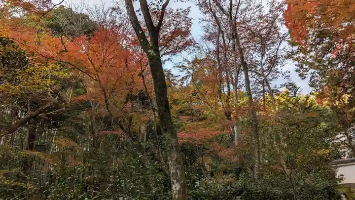地蔵院(京都府)