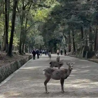 春日大社の{uncategorized: "未分類", other: "その他", undefined: "問題あり", building: "その他建物", grave: "お墓", sacred_gate: "鳥居", guardian: "狛犬", statue: "像", buddha: "仏像", history: "歴史", nature: "自然", garden: "庭園", animal: "動物", pagoda: "塔", temizu: "手水舎", mountain_gate: "山門・神門", sanctuary: "本殿・本堂", subordinate: "末社・摂社", art: "芸術", scenery: "景色", jizo: "地蔵", ema: "絵馬", goshuin: "御朱印", omikuji: "おみくじ", items: "授与品その他", amulet: "お守り", goshuincho: "御朱印帳", eats: "食事", festival: "お祭り", votive_dance: "神楽", shichigosan: "七五三参", wedding: "結婚式", experience: "体験その他", initially: "初詣", around: "周辺", anti_infection: "感染症対策"}
