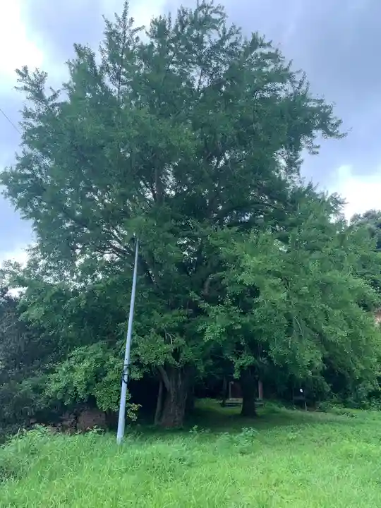 大六神社の自然