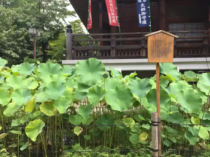 輪王寺両大師堂(寛永寺輪王殿)の自然