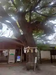 座間神社(神奈川県)