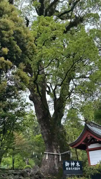 鹿児島神宮(鹿児島県)