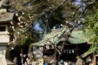 谷保天満宮の本殿・本堂