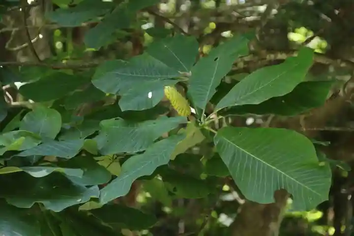 磐椅神社の自然