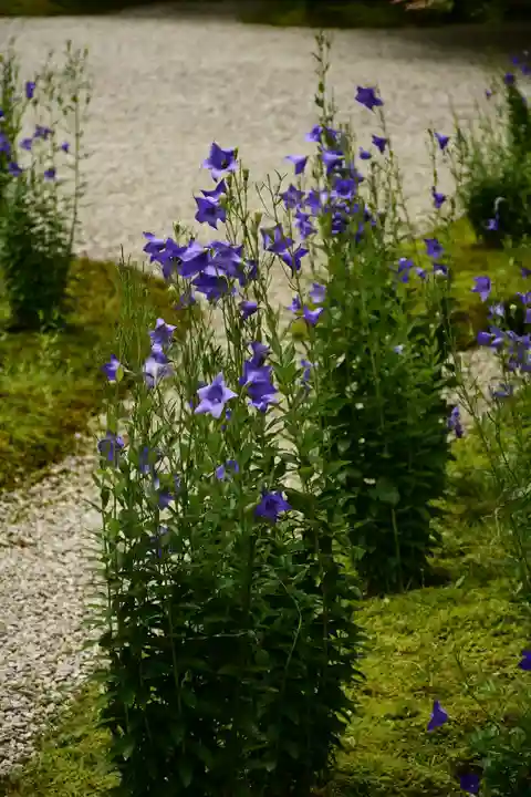 廬山寺(廬山天台講寺)の自然