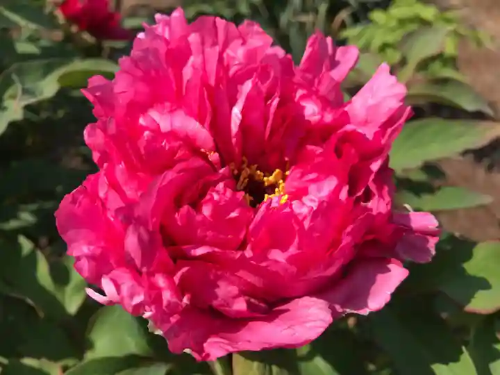 真言宗 善通寺派 薬王寺の自然