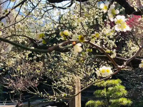 湯島天満宮の庭園