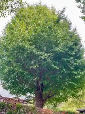 国分寺（相模國分寺）(神奈川県)