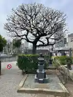 浄運寺の{uncategorized: "未分類", other: "その他", undefined: "問題あり", building: "その他建物", grave: "お墓", sacred_gate: "鳥居", guardian: "狛犬", statue: "像", buddha: "仏像", history: "歴史", nature: "自然", garden: "庭園", animal: "動物", pagoda: "塔", temizu: "手水舎", mountain_gate: "山門・神門", sanctuary: "本殿・本堂", subordinate: "末社・摂社", art: "芸術", scenery: "景色", jizo: "地蔵", ema: "絵馬", goshuin: "御朱印", omikuji: "おみくじ", items: "授与品その他", amulet: "お守り", goshuincho: "御朱印帳", eats: "食事", festival: "お祭り", votive_dance: "神楽", shichigosan: "七五三参", wedding: "結婚式", experience: "体験その他", initially: "初詣", around: "周辺", anti_infection: "感染症対策"}